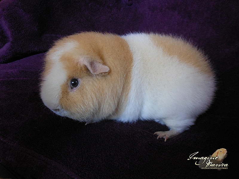 Hagrid Cavia Cassovia