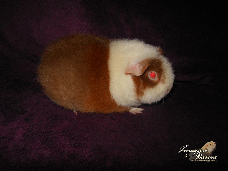 Kasiopea Cavia Berusia