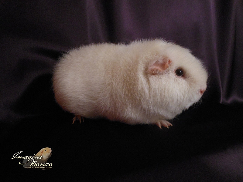 White Hope of Cavia Lounge