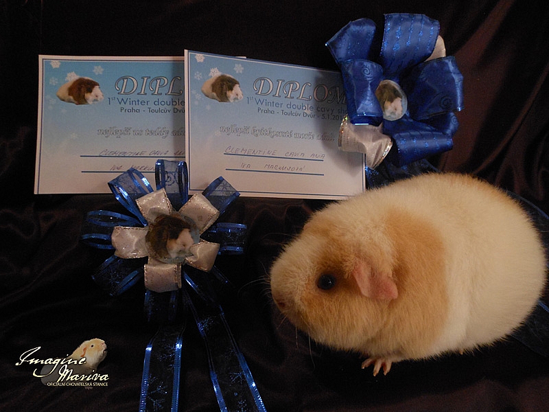 1. Winter double cavy show