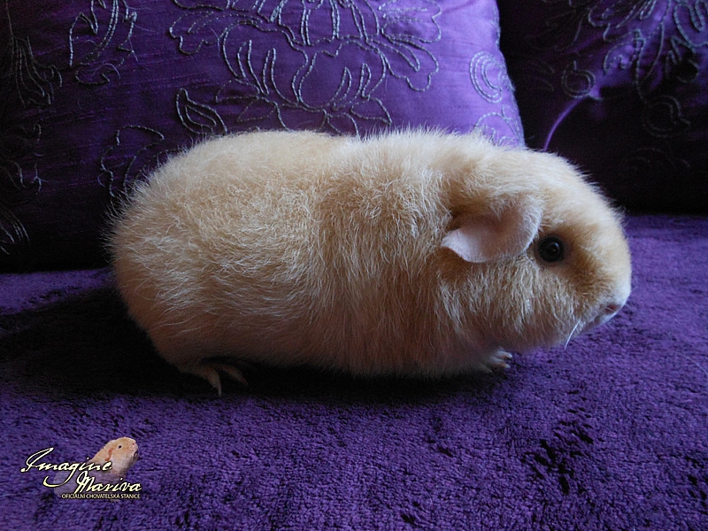 Honey Bee Cavia Secret