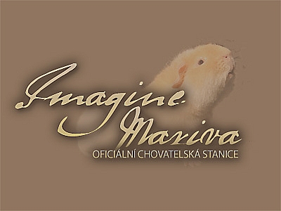 Piškot Cavia Ania