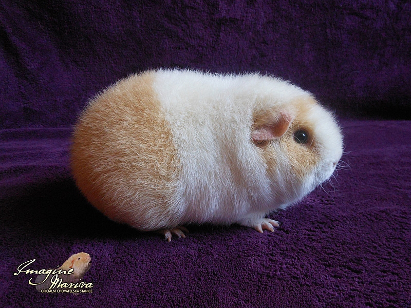 Clementine Cavia Ania